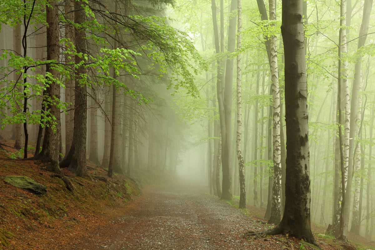 Forest Path Mural Wallpaper - pure wallpaper artwork