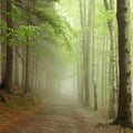 Forest Path Mural Wallpaper - pure wallpaper artwork