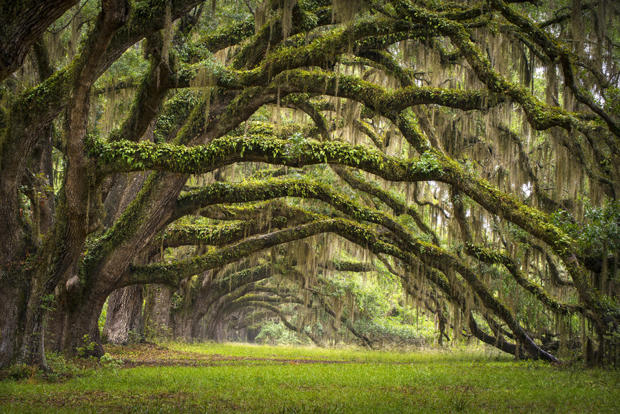 Fairy Forest Mural Wallpaper