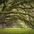 Fairy Forest Mural Wallpaper - pure wallpaper artwork
