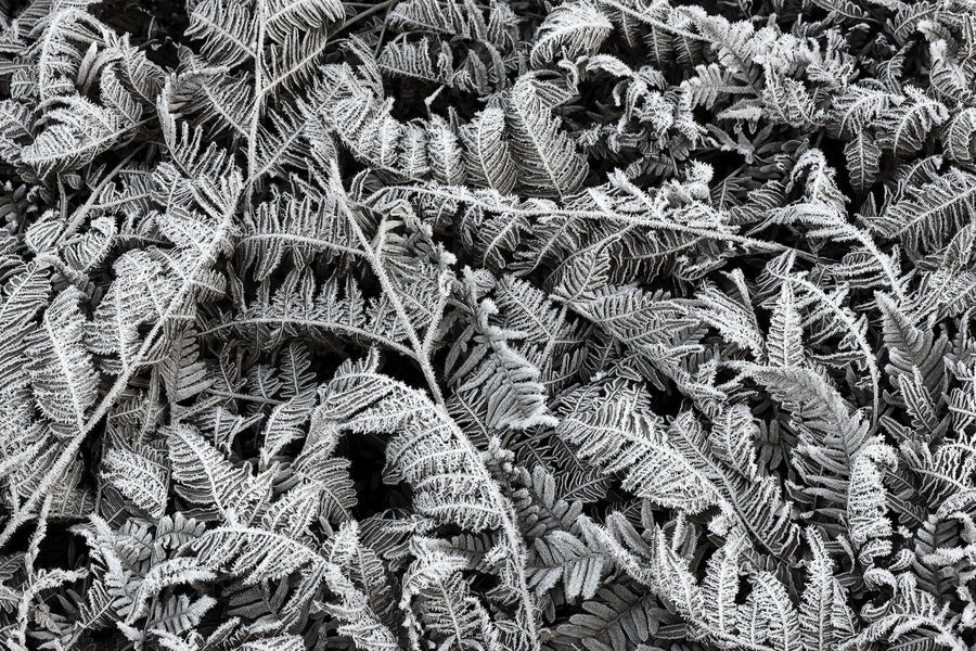 Frost Leaf Mural Wallpaper