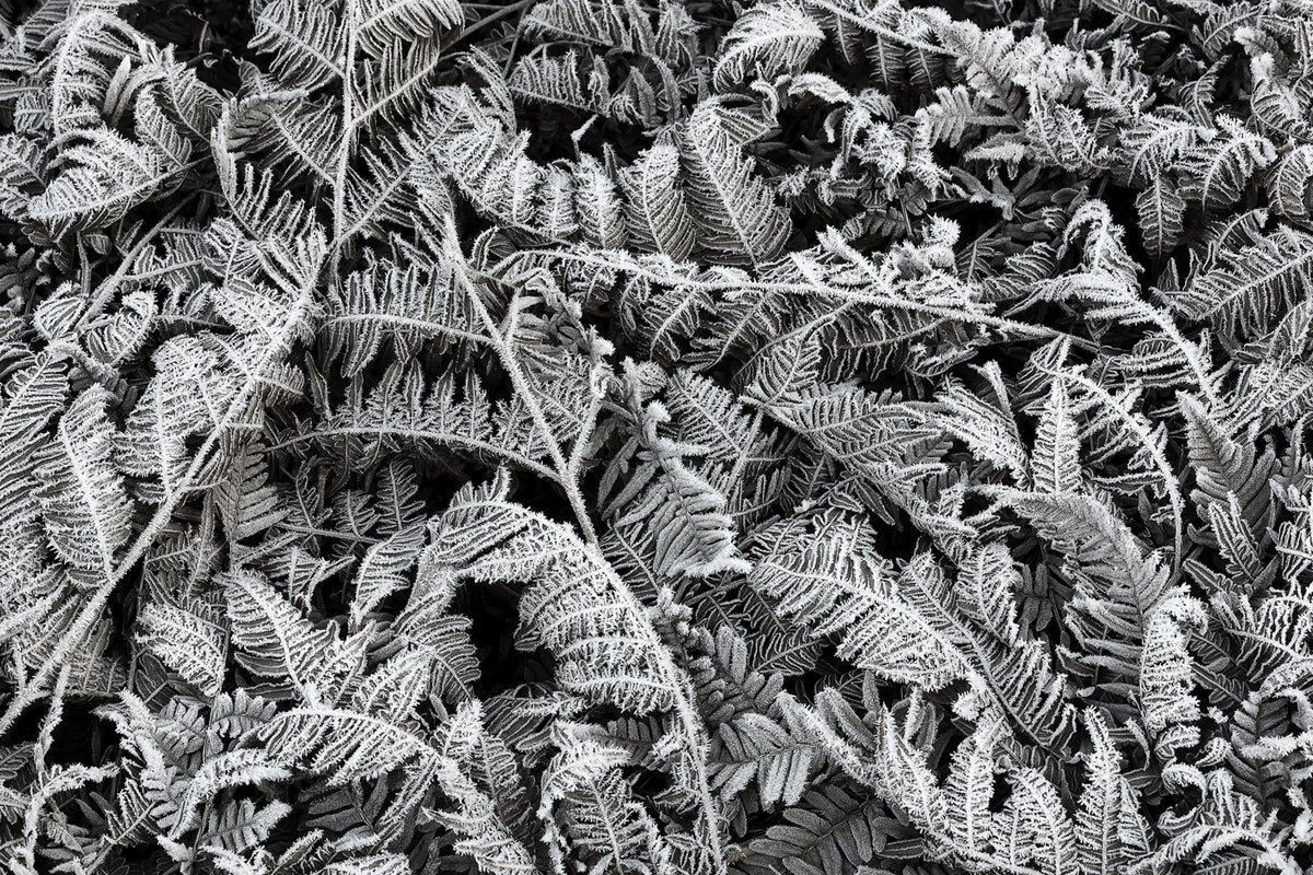 Frost Leaf Mural Wallpaper - pure wallpaper artwork