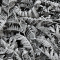 Frost Leaf Mural Wallpaper - pure wallpaper artwork