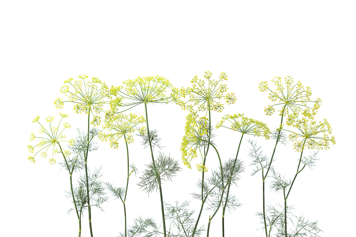 Crown Of Dill Mural Wallpaper - pure wallpaper artwork