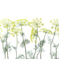 Crown Of Dill Mural Wallpaper - pure wallpaper artwork