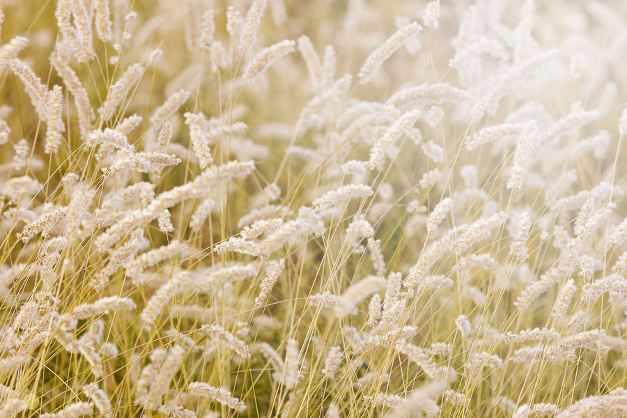 Lay In The Hay Mural Wallpaper