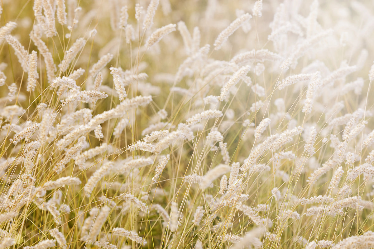Lay In The Hay Mural Wallpaper - pure wallpaper artwork