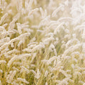 Lay In The Hay Mural Wallpaper - pure wallpaper artwork