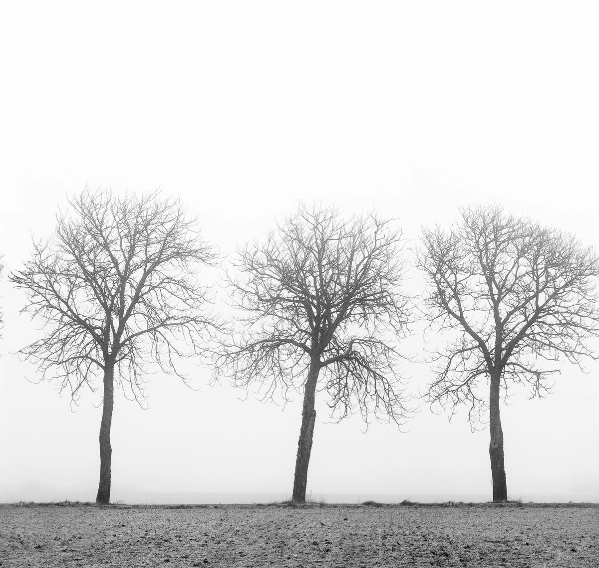 Tree soldiers Mural Wallpaper - pure wallpaper artwork