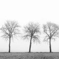 Tree soldiers Mural Wallpaper - pure wallpaper artwork