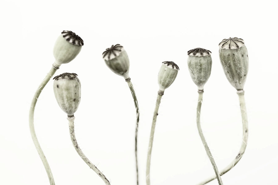 Simple Seedpod Mural Wallpaper