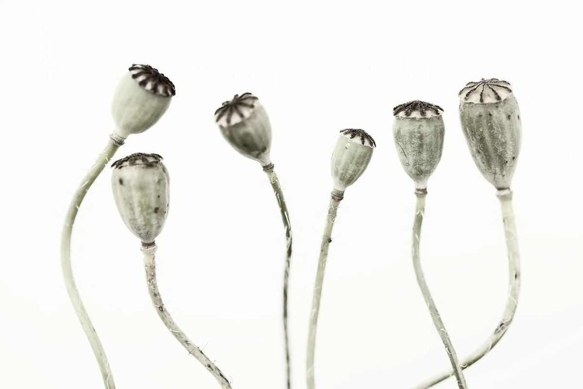 Simple Seedpod Mural Wallpaper - pure wallpaper artwork