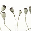 Simple Seedpod Mural Wallpaper - pure wallpaper artwork