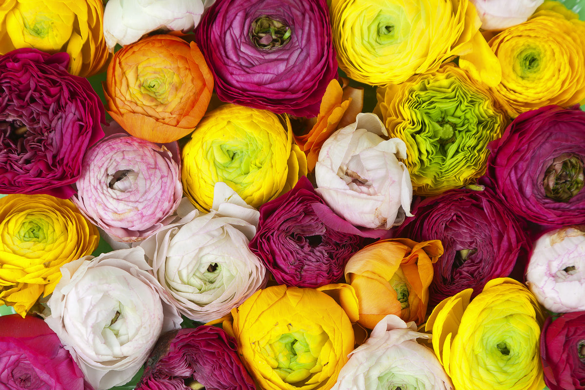 Ranunculus Mural Wallpaper - pure wallpaper artwork