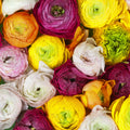 Ranunculus Mural Wallpaper - pure wallpaper artwork