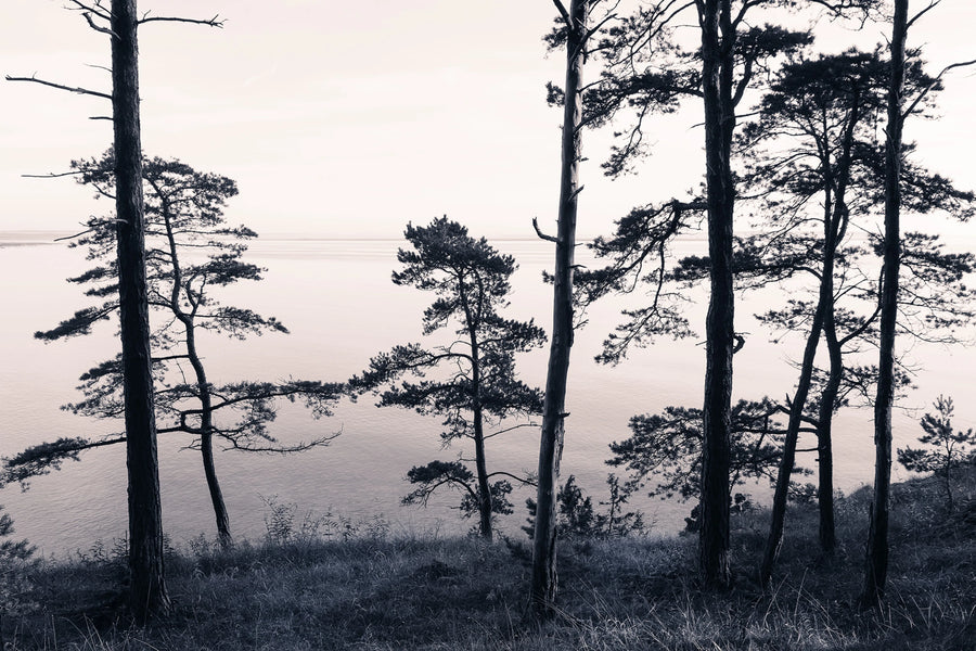 Old Pine Trees Mural Wallpaper