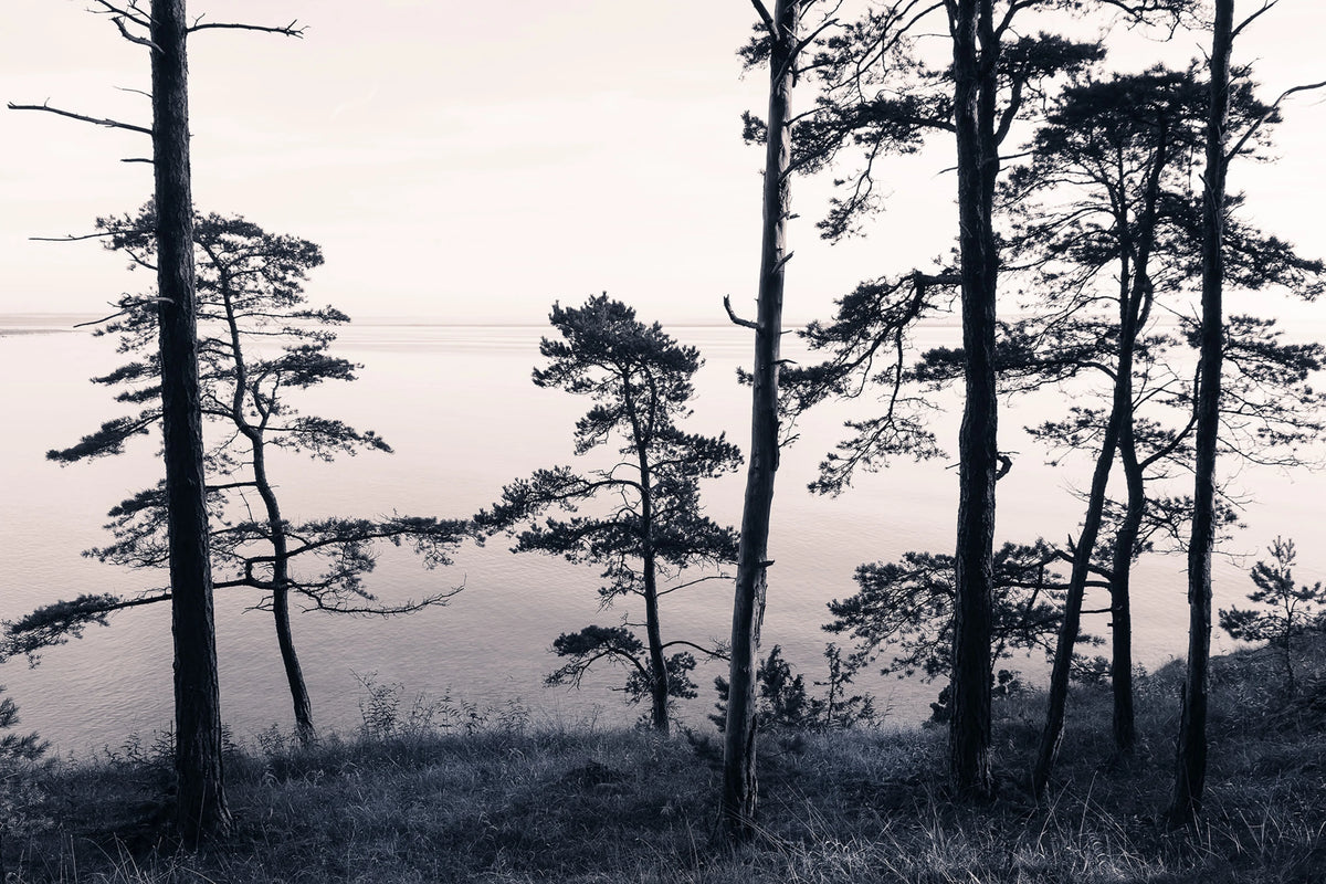 Old Pine Trees Mural Wallpaper - pure wallpaper artwork