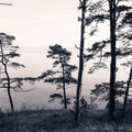Old Pine Trees Mural Wallpaper - pure wallpaper artwork