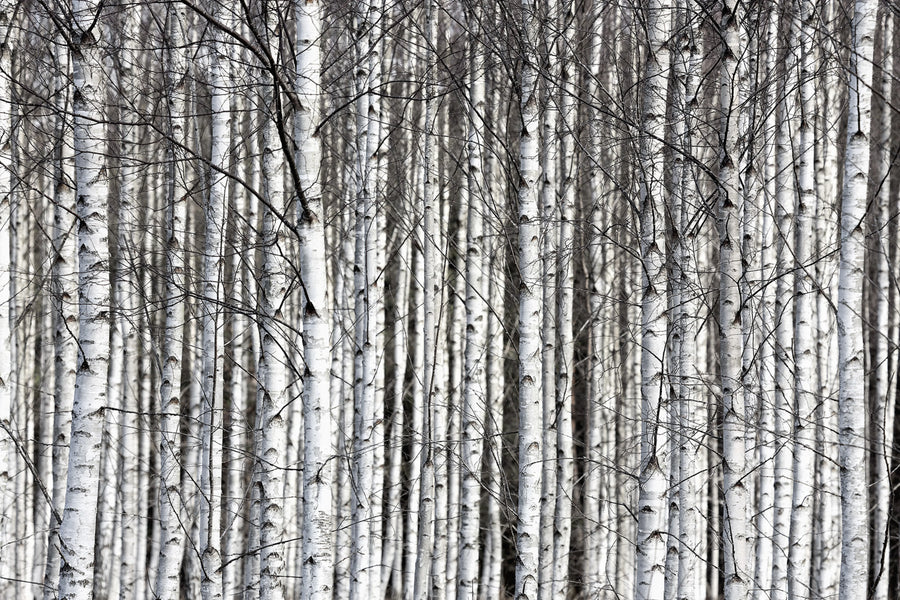 Birch Trunks Mural Wallpaper
