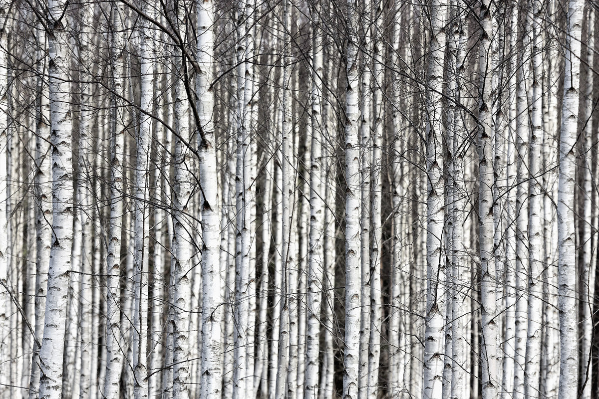 Birch Trunks Mural Wallpaper - pure wallpaper artwork