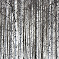Birch Trunks Mural Wallpaper - pure wallpaper artwork
