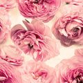 Summer Wind Mural Wallpaper - pure wallpaper artwork