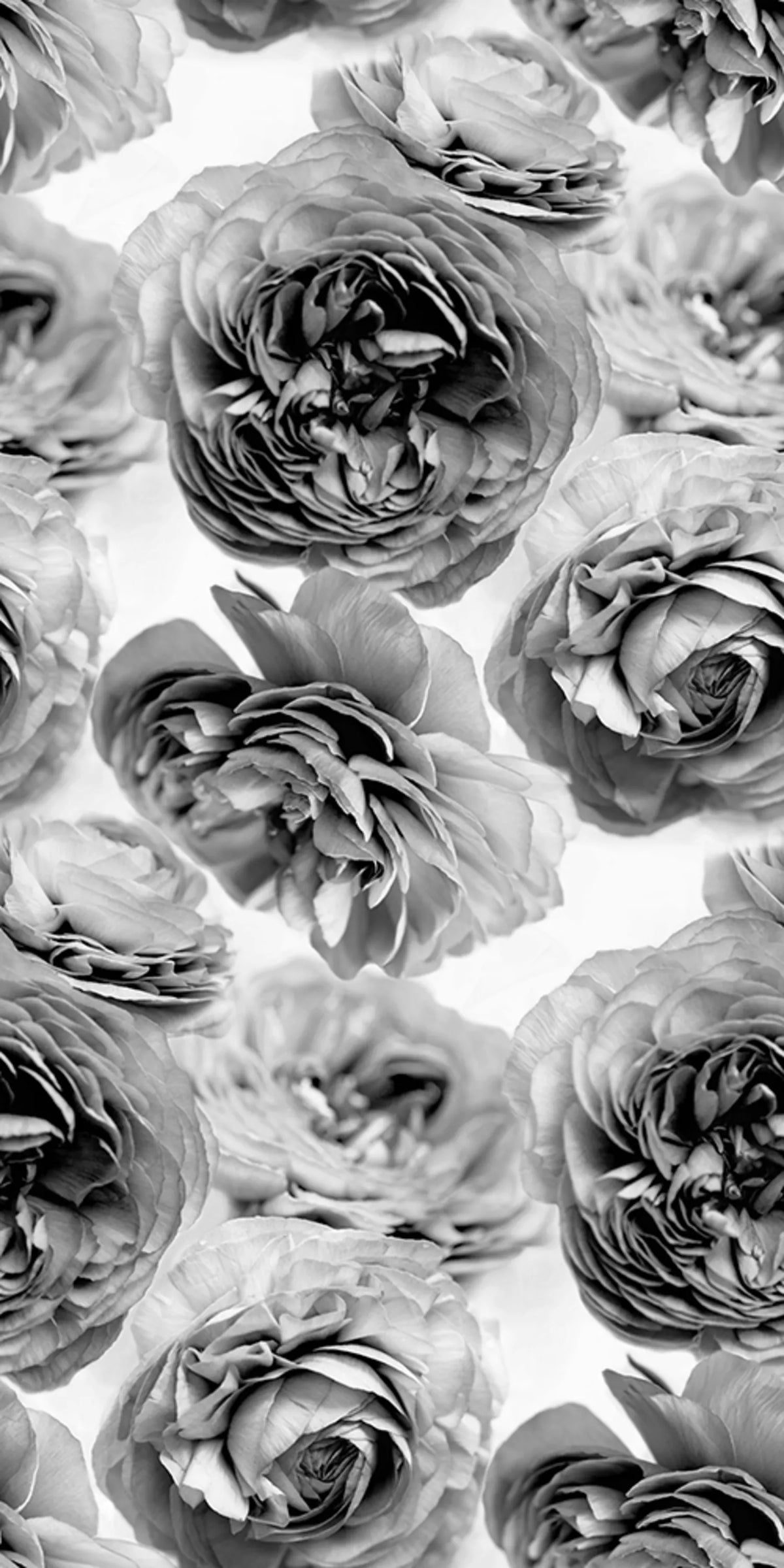 Summer Wind, Black and White Mural Wallpaper - pure wallpaper artwork
