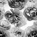 Summer Wind, Black and White Mural Wallpaper - pure wallpaper artwork
