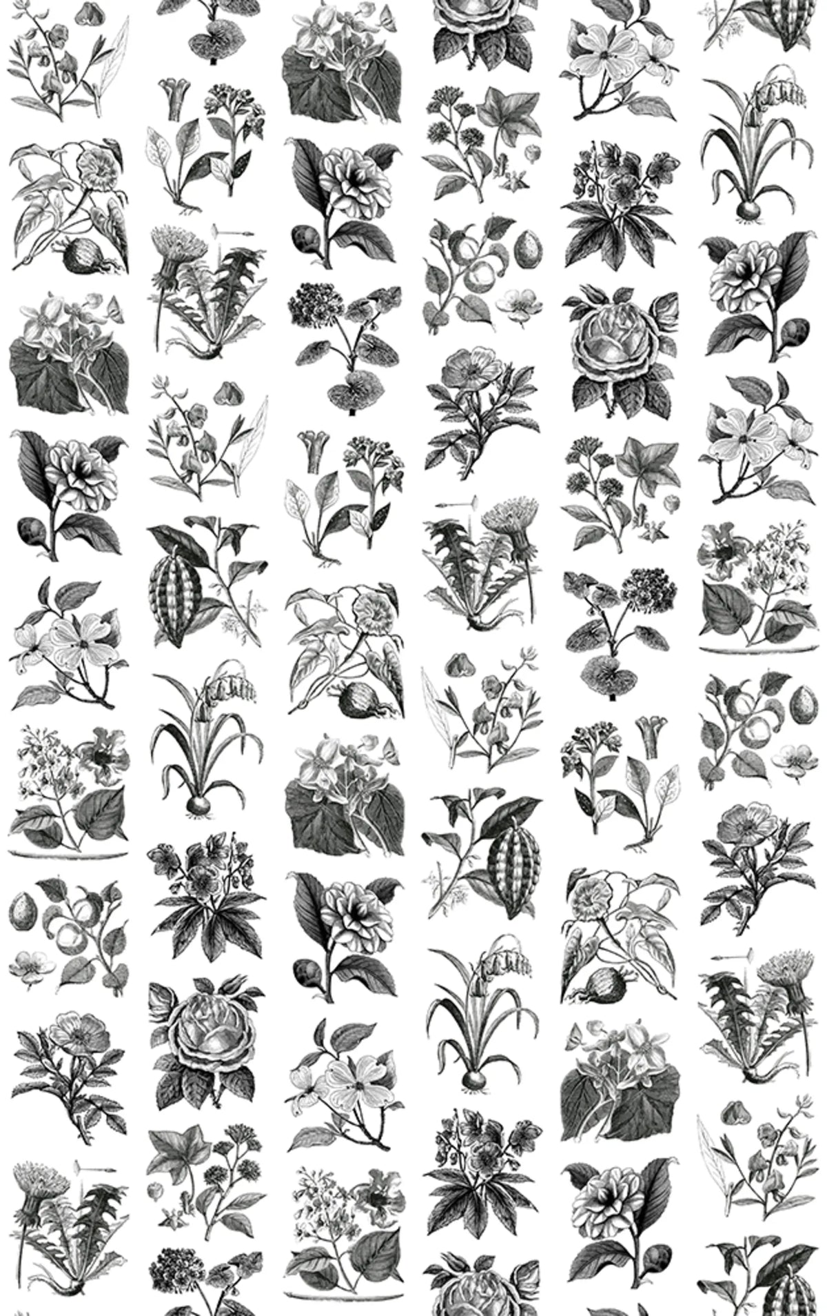 Fruit & Flora Mural Wallpaper - pure wallpaper artwork