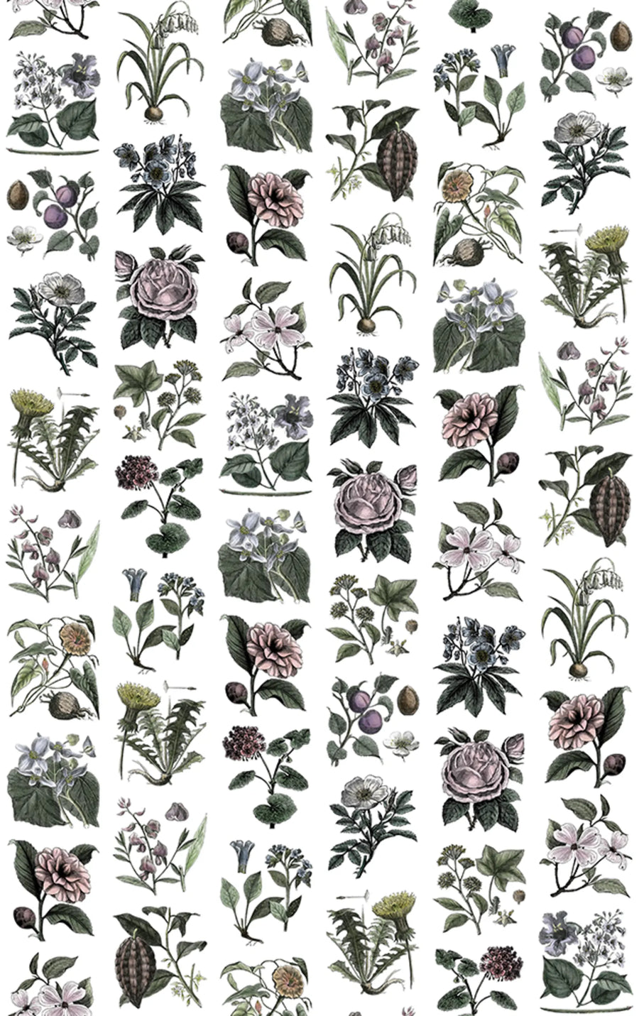 Fruit & Flora, Color Mural Wallpaper