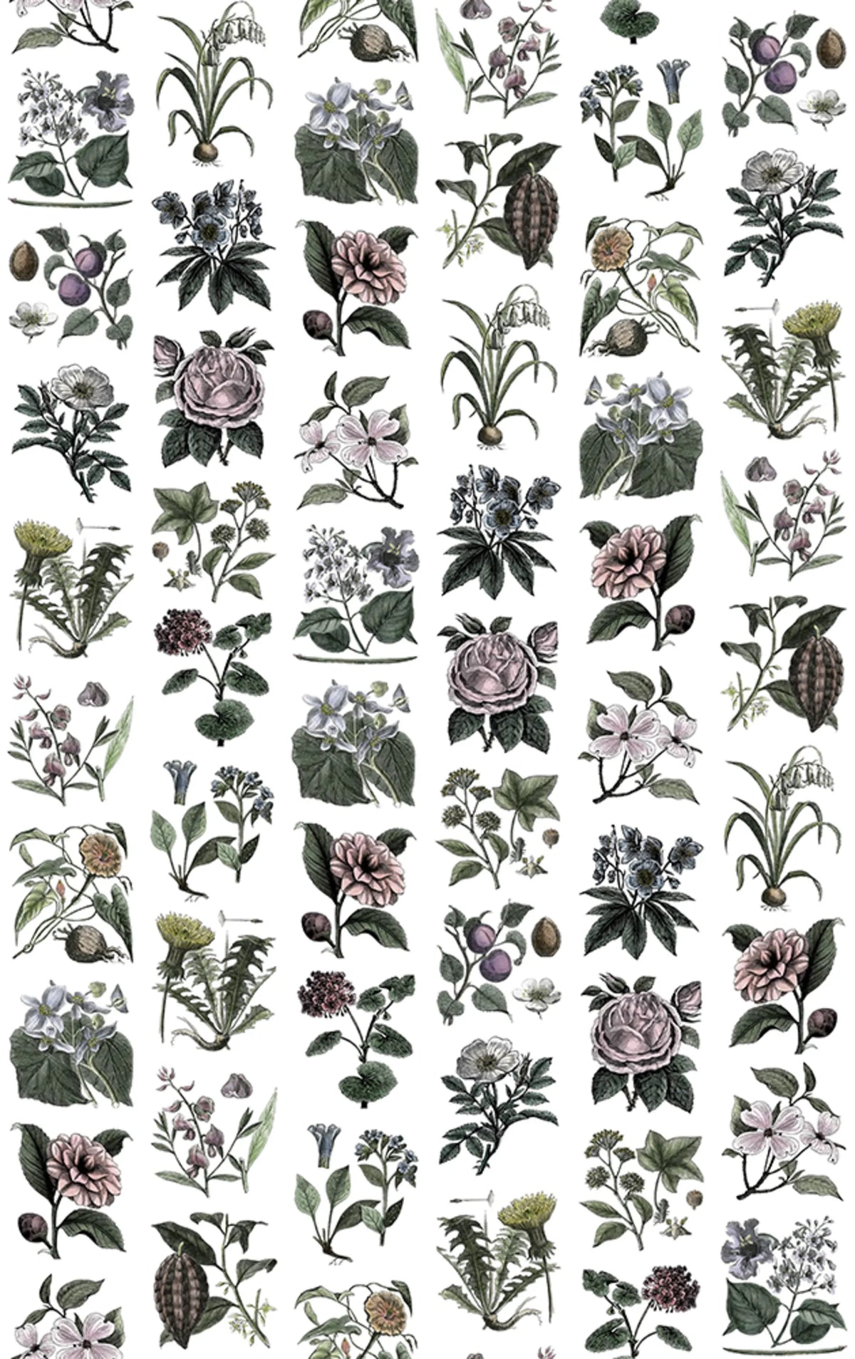 Fruit & Flora, Color Mural Wallpaper - pure wallpaper artwork