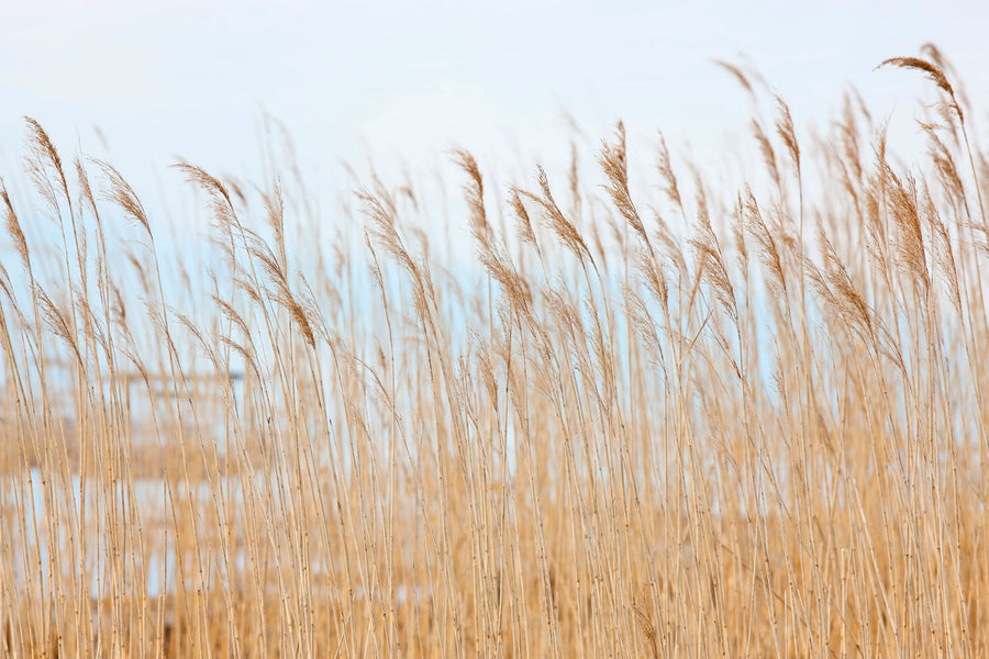 Swaying Wheat Mural Wallpaper