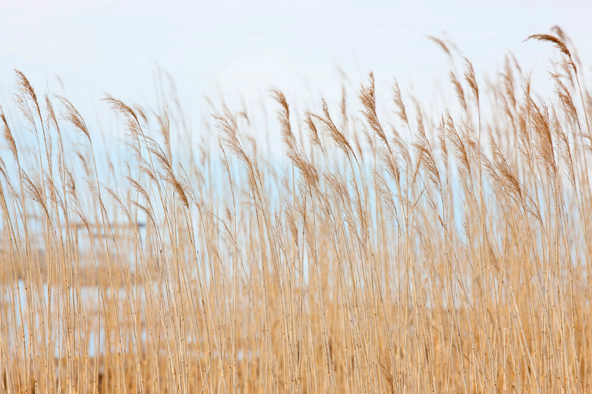 Swaying Wheat Mural Wallpaper - pure wallpaper artwork
