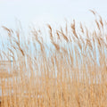 Swaying Wheat Mural Wallpaper - pure wallpaper artwork
