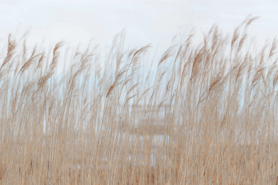 Swaying Reed Mural Wallpaper