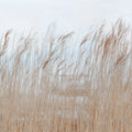 Swaying Reed Mural Wallpaper - pure wallpaper artwork