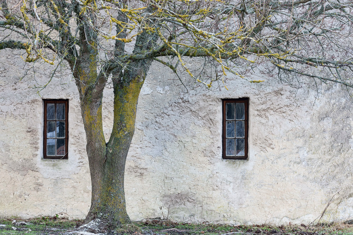 Under The Tree Mural Wallpaper - pure wallpaper artwork