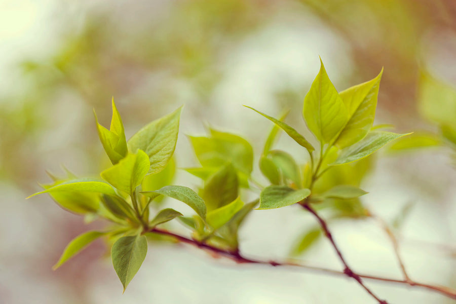 Green Leaves Mural Wallpaper
