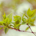 Green Leaves Mural Wallpaper - pure wallpaper artwork