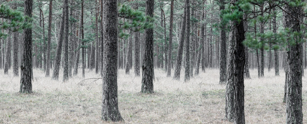Pine Forest Mural Wallpaper - pure wallpaper artwork
