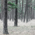 Pine Forest Mural Wallpaper - pure wallpaper artwork