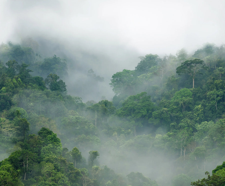 Misty Forest Mural Wallpaper