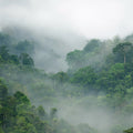 Misty Forest Mural Wallpaper - pure wallpaper artwork