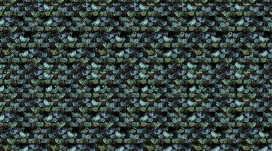 Peacock Plumage Mural Wallpaper