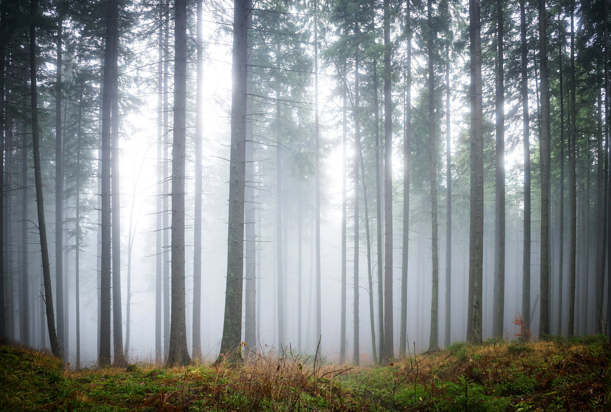 Forest Glade Mural Wallpaper - pure wallpaper artwork