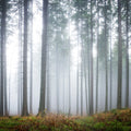 Forest Glade Mural Wallpaper - pure wallpaper artwork