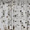 Metal Birch Mural Wallpaper - pure wallpaper artwork