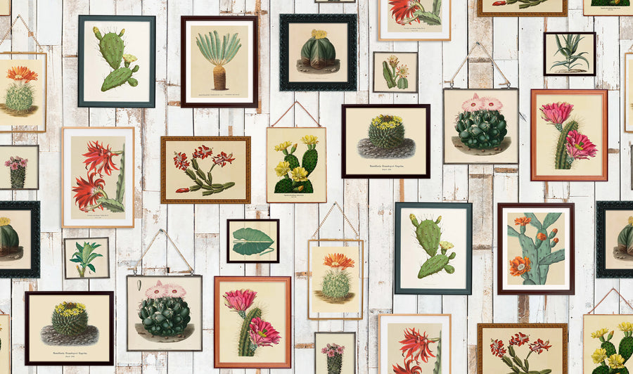Cactus Wall Art Mural Wallpaper