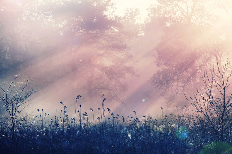 Pink Dawn Mural Wallpaper