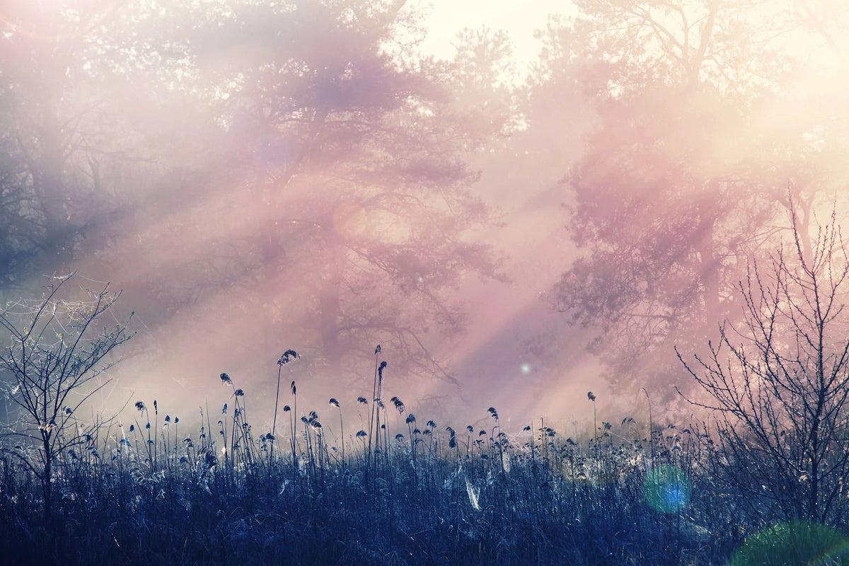 Pink Dawn Mural Wallpaper - pure wallpaper artwork